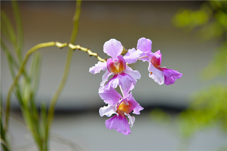 万代兰的养殖方法和技术