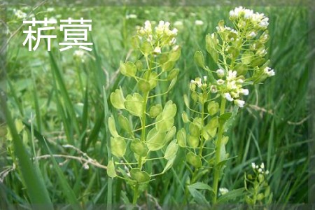 败酱草和败酱一样吗