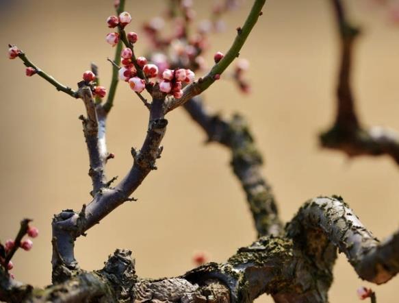 梅花苗怎么培育水培切接腹接整形修剪(梅花枝条怎么水培生根)