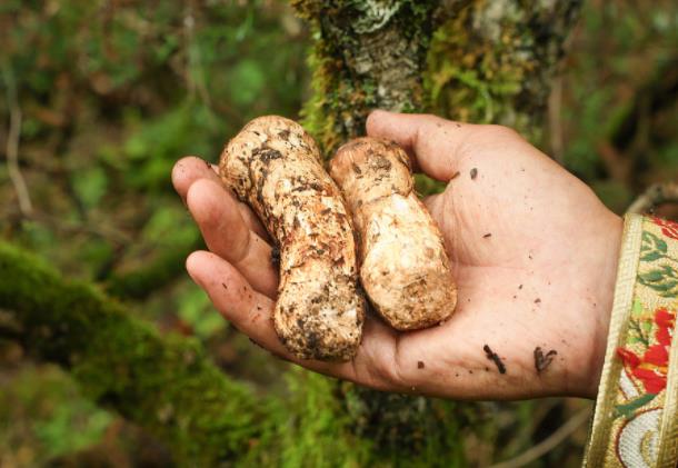 松茸 长白山