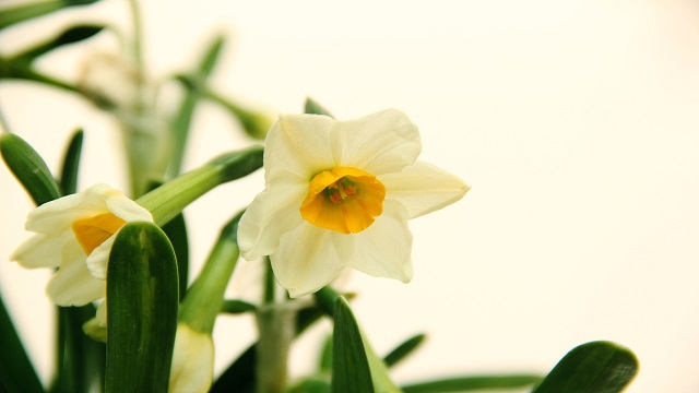 水仙叶子发黄怎么办黄叶枯萎的原因及补救办法(水仙叶子发黄是怎么回事)