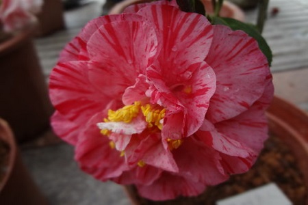 茶花的品种与图片大全 识别