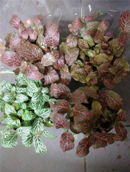 网纹草叶子干了怎么办