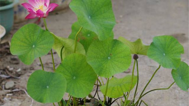 碗莲无土栽培方法碗莲水养步骤及水培注意事项(碗莲 无土)