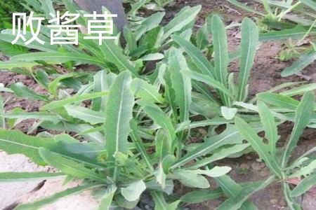 败酱草和败酱一样吗