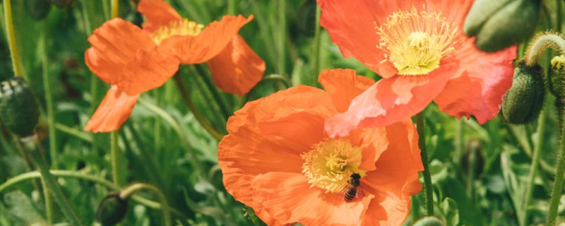 虞美人什么时候播种虞美人花图片(虞美人花种子什么时候种植)