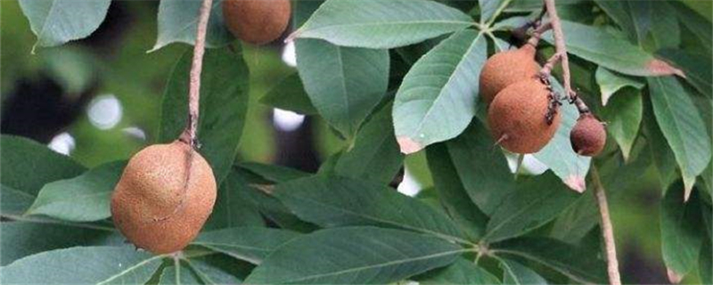 七叶树的特点为什么叫七叶树(七叶树别名)