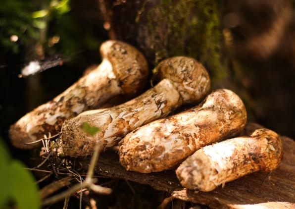 松茸能人工种植吗长白山松茸和云南松茸区别(松茸 长白山)
