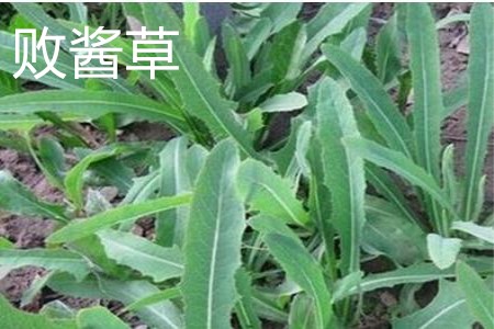 败酱草和败酱一样吗