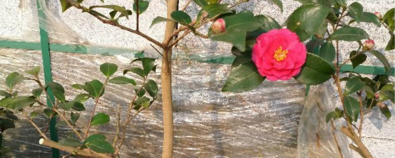 山茶花怎么种植方法山茶花种植时间(山茶花的种植方法 盆栽 家庭)