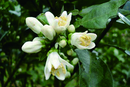 代代花养植方法