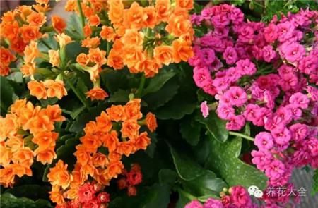 什么花能开一年