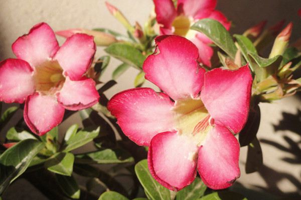 沙漠玫瑰扦插和嫁接(沙漠玫瑰的扦插方法视频)