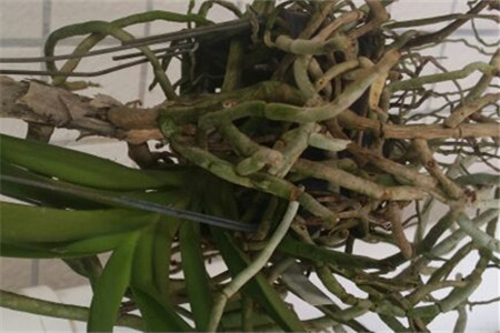 万代兰的养殖方法和技术