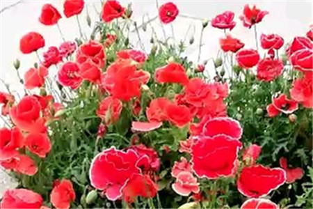 虞美人花种子什么时候种植