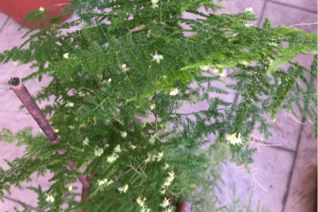 文竹施肥方法如下