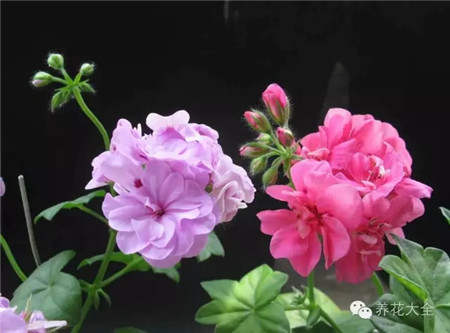 什么花能开一年