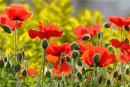 虞美人花种子什么时候种植