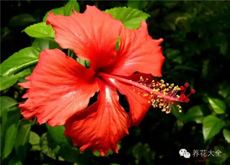 什么花能开一年