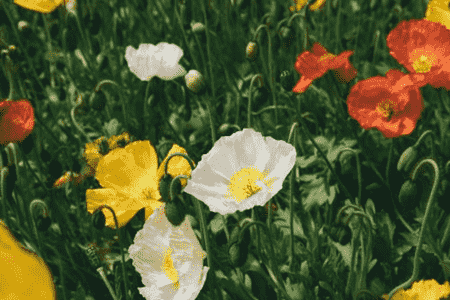 虞美人花种子什么时候种植
