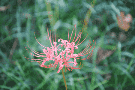 曼珠沙华养殖方法和注意事项