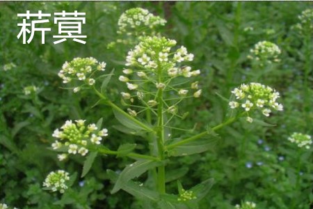 败酱草和败酱一样吗