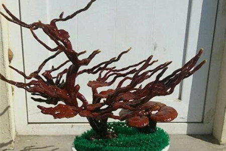 灵芝盆栽摆放风水