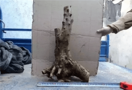 路边的树根能捡吗