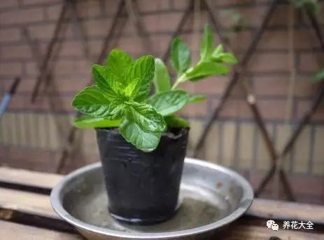 夏天哪些花好养