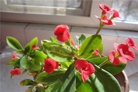 虎刺梅可以用啤酒浇水吗?