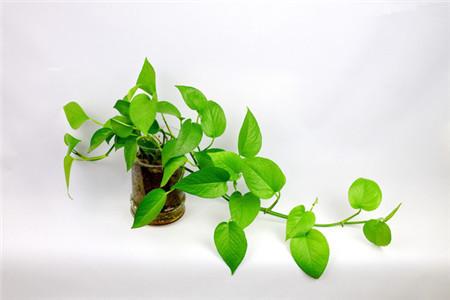 一根绿萝如何变成一盆花