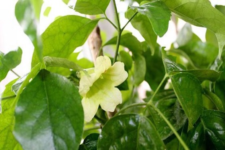 绿宝树的种植方法