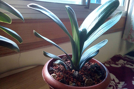 在家怎样做君子兰肥