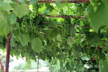 葡萄的形成层在哪