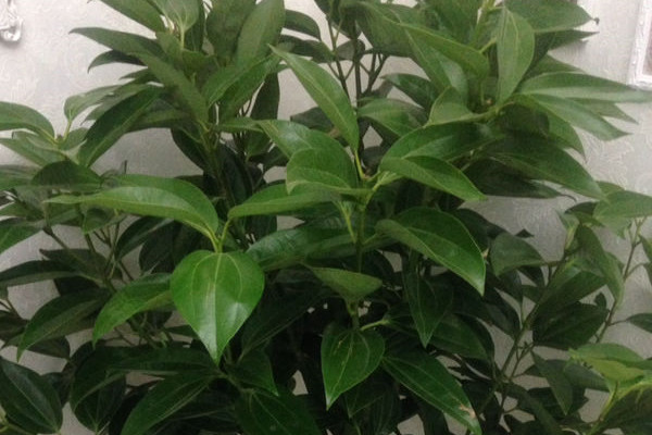 平安树的繁殖方法(平安树的繁殖方法图)