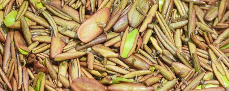 莼菜的养殖方法和注意事项(莼菜的养殖方法和注意事项有哪些)