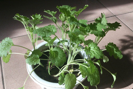 贝壳花怎么养才能开花