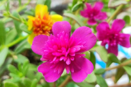 太阳花能过冬吗?