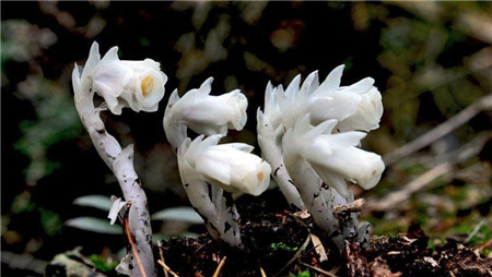 水晶兰治什么病