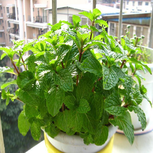 夏天啥花都可以不养,唯独这种,10盆都不嫌多(夏天哪些花好养)