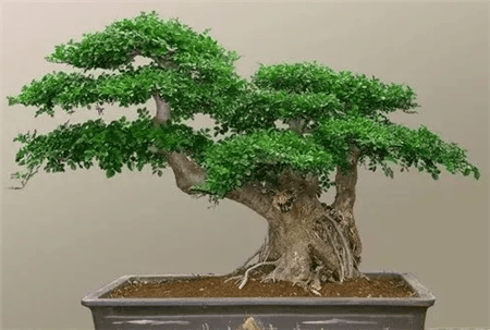 路边的树根能捡吗