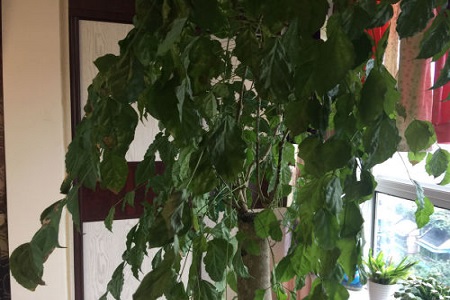 绿宝树的种植方法