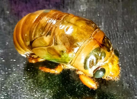 吃金蝉的危害蛋白质碳水化合物等增加肠道消化负担(吃金蝉的危害有哪些?)