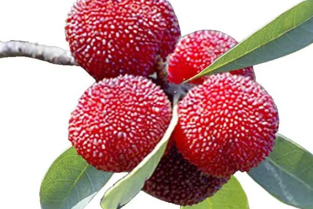 杨梅放冰箱可以放多久杨梅冷冻9个月了还能吃吗(杨梅放急冻能放多久)