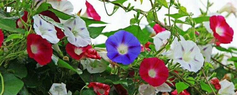 牵牛花的颜色是什么什么时候开花(牵牛花 是什么颜色)