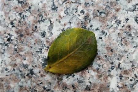 茶花叶子发黄怎么办?