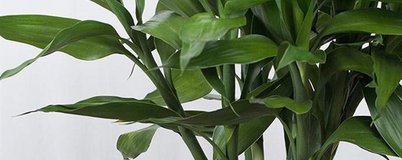 富贵竹茎秆皱了怎么办(富贵竹茎秆皱了怎么办呢)