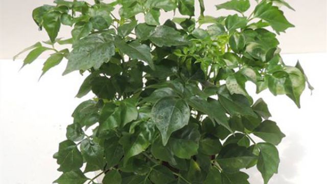 幸福树的水培方法幸福树水养步骤及水培养护注意事项(水培幸福树如何移栽到盆里)