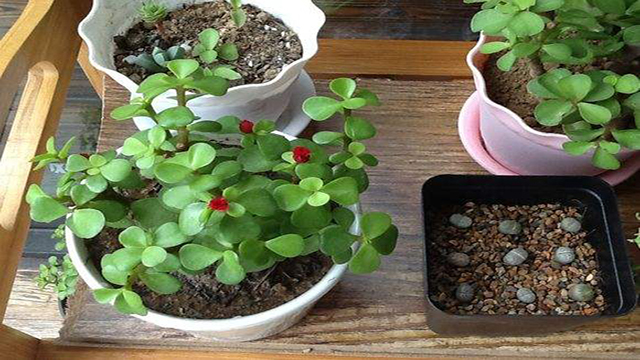 金枝玉叶怎么换盆(金枝玉叶怎么修剪造型)