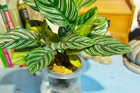 双线竹芋可以水培吗?